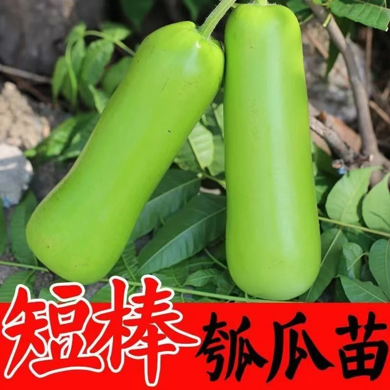 瓠瓜早熟长瓠瓜苗清香瓠瓜苗盆栽地栽春季