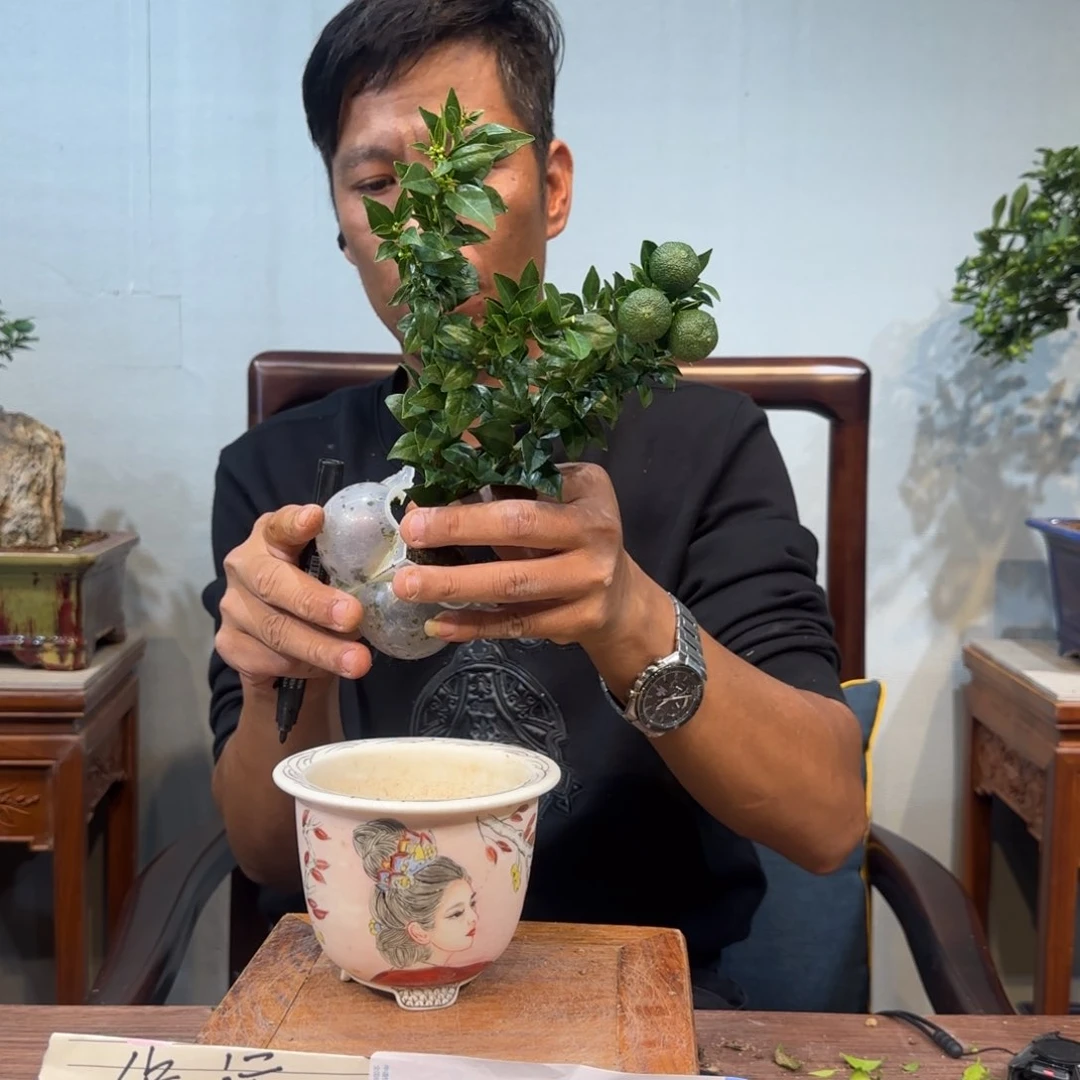 当前无花朵，栽培后可花朵南****?