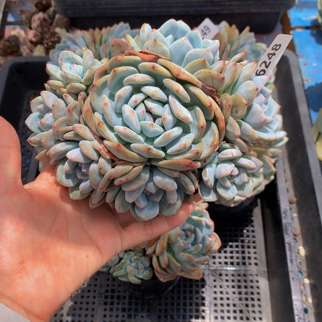 6248嗯嗯嗯嗯好吧嗯嗯嗯嗯