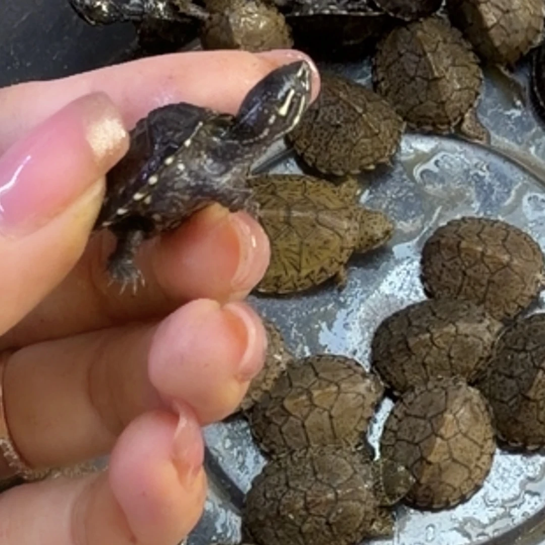 麝香龟不分公母：：（ghjjkkb