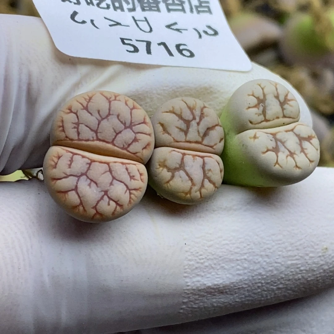 ?***?5716。18包邮.当天凑哦。新疆西藏88包邮