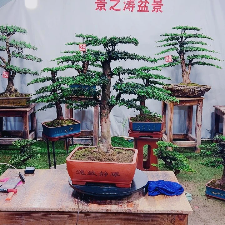 无花朵红芽珍珠罗汉松