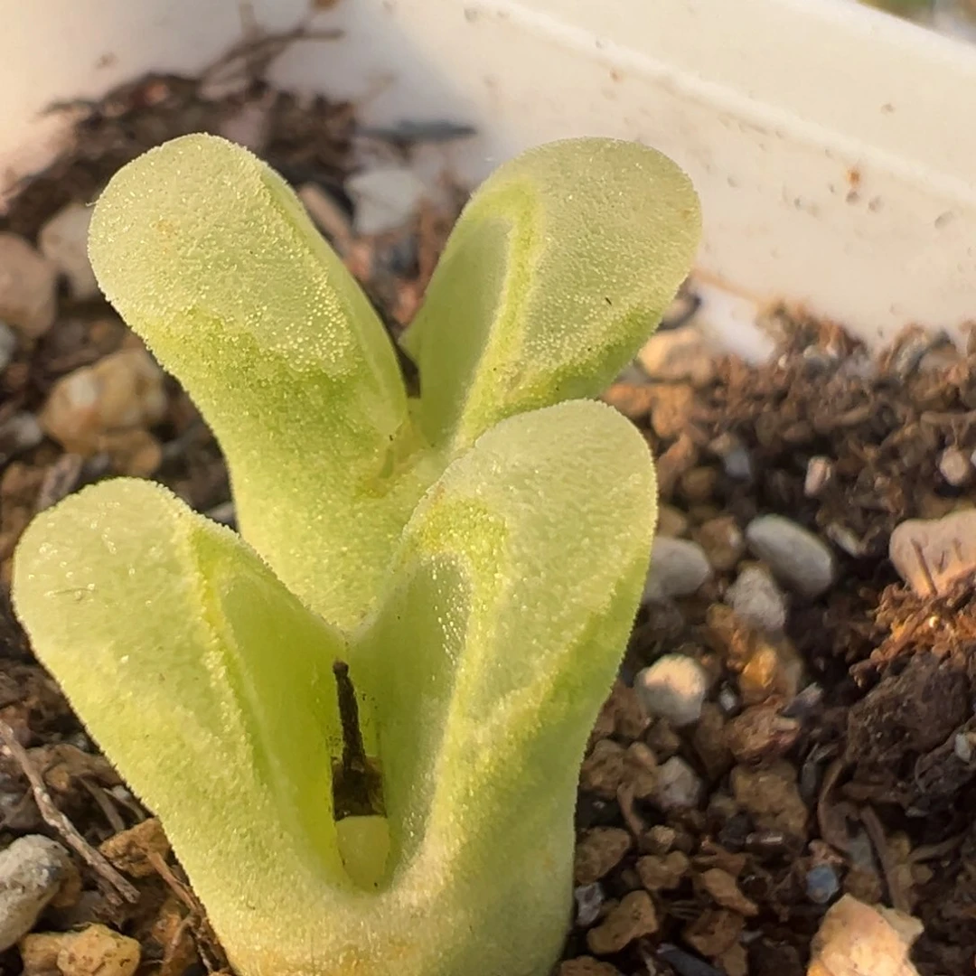 63多肉植物百科知识