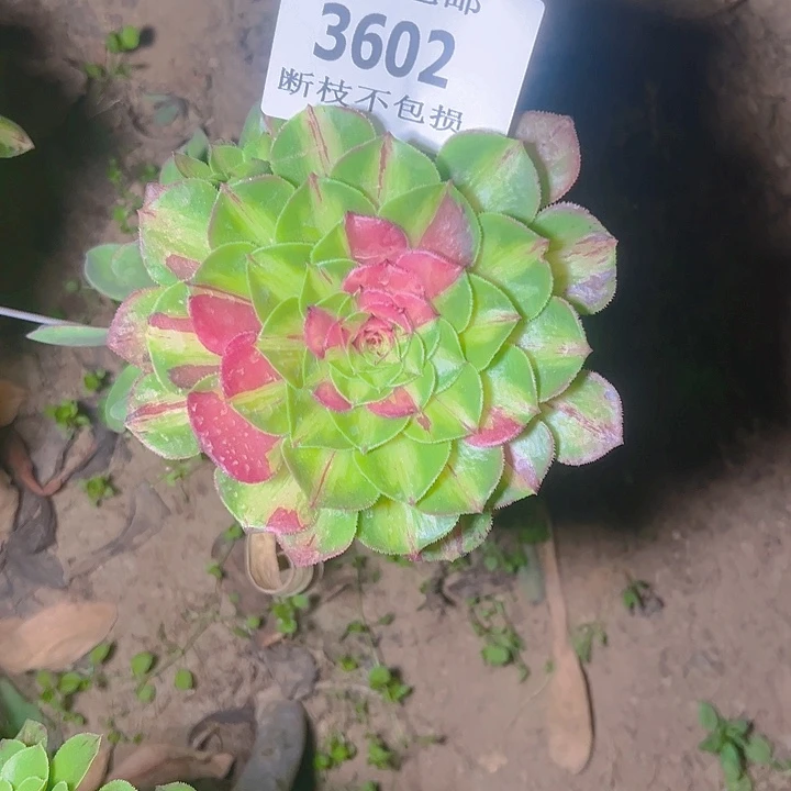 无花朵3602无根知否多肉植物