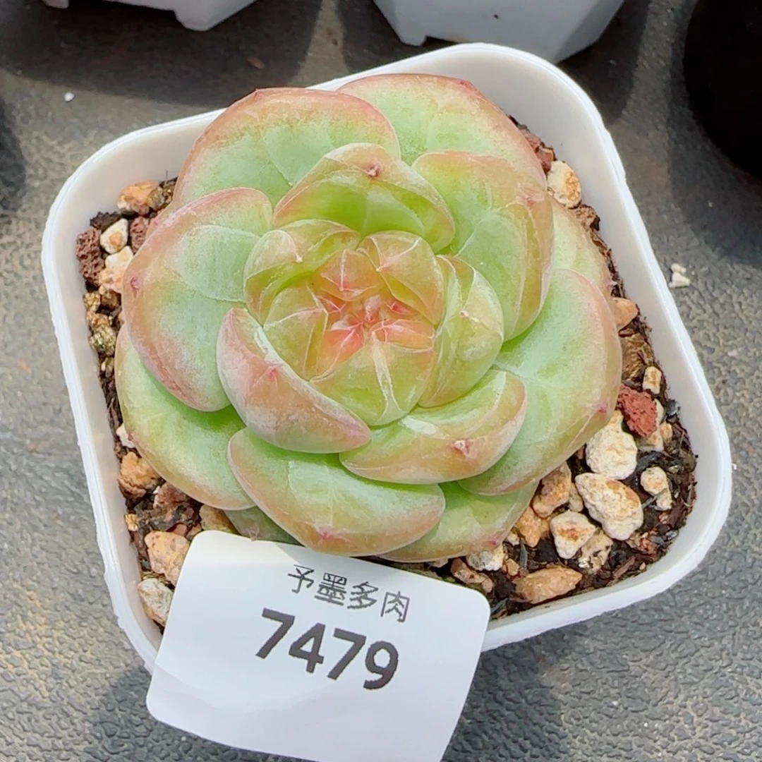 孤品珍妮，7479多肉植物