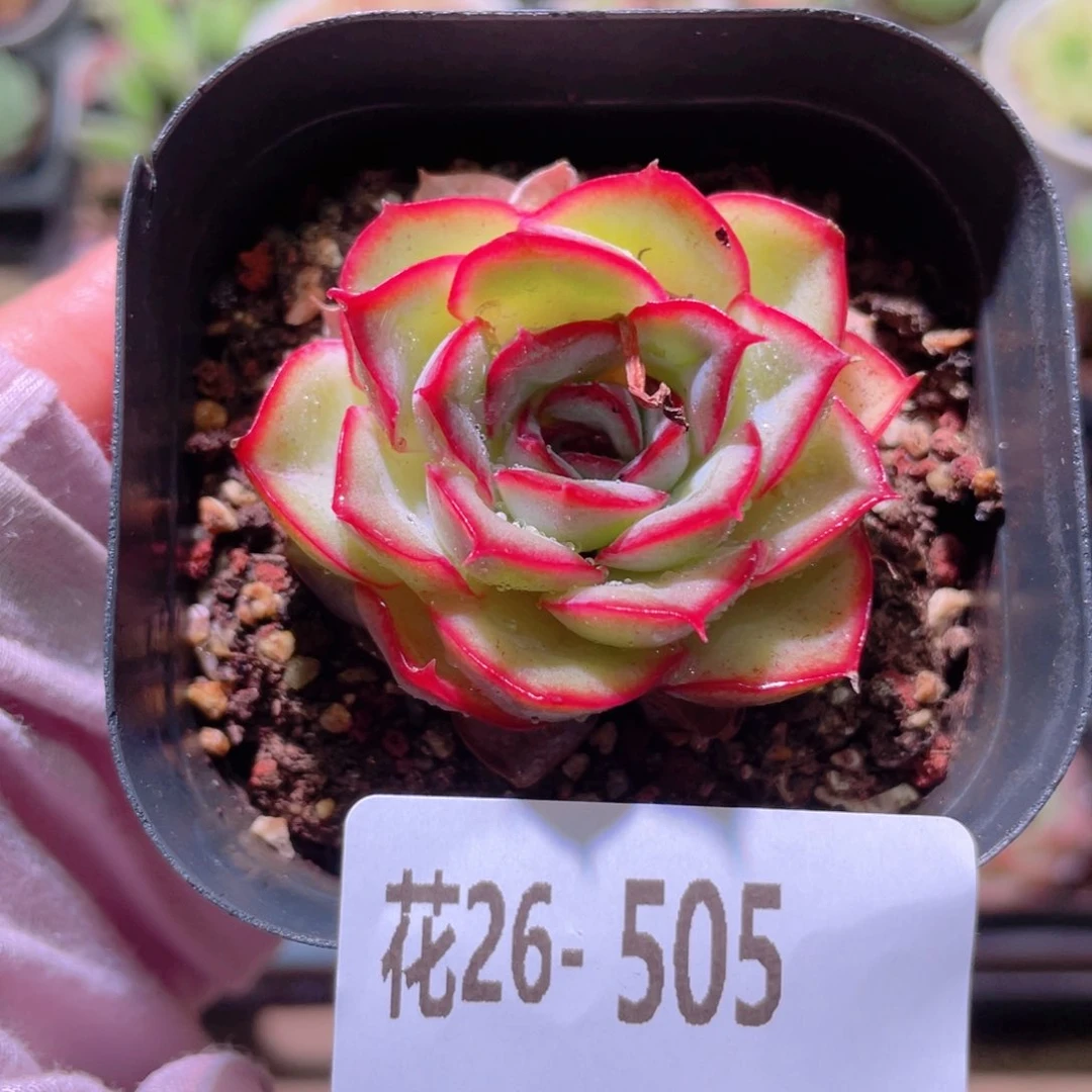 花利美26-505猎户座