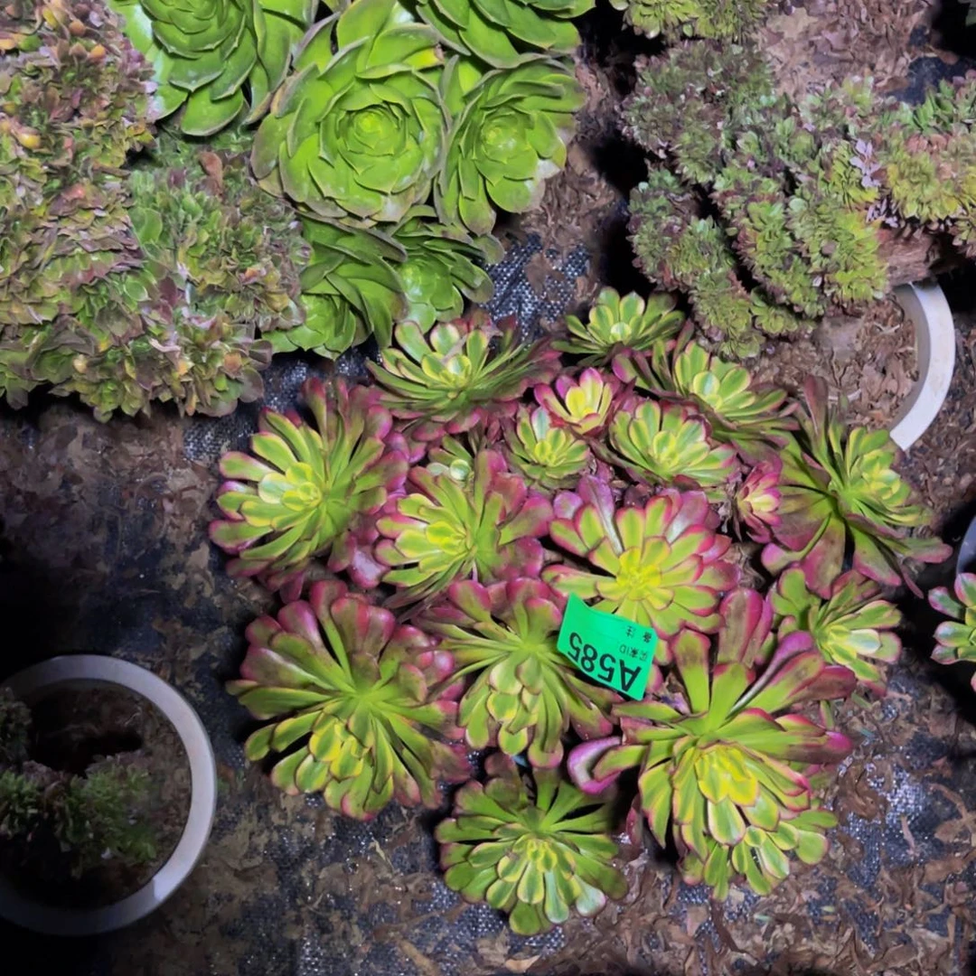 舞天姬法师朵朵1-45