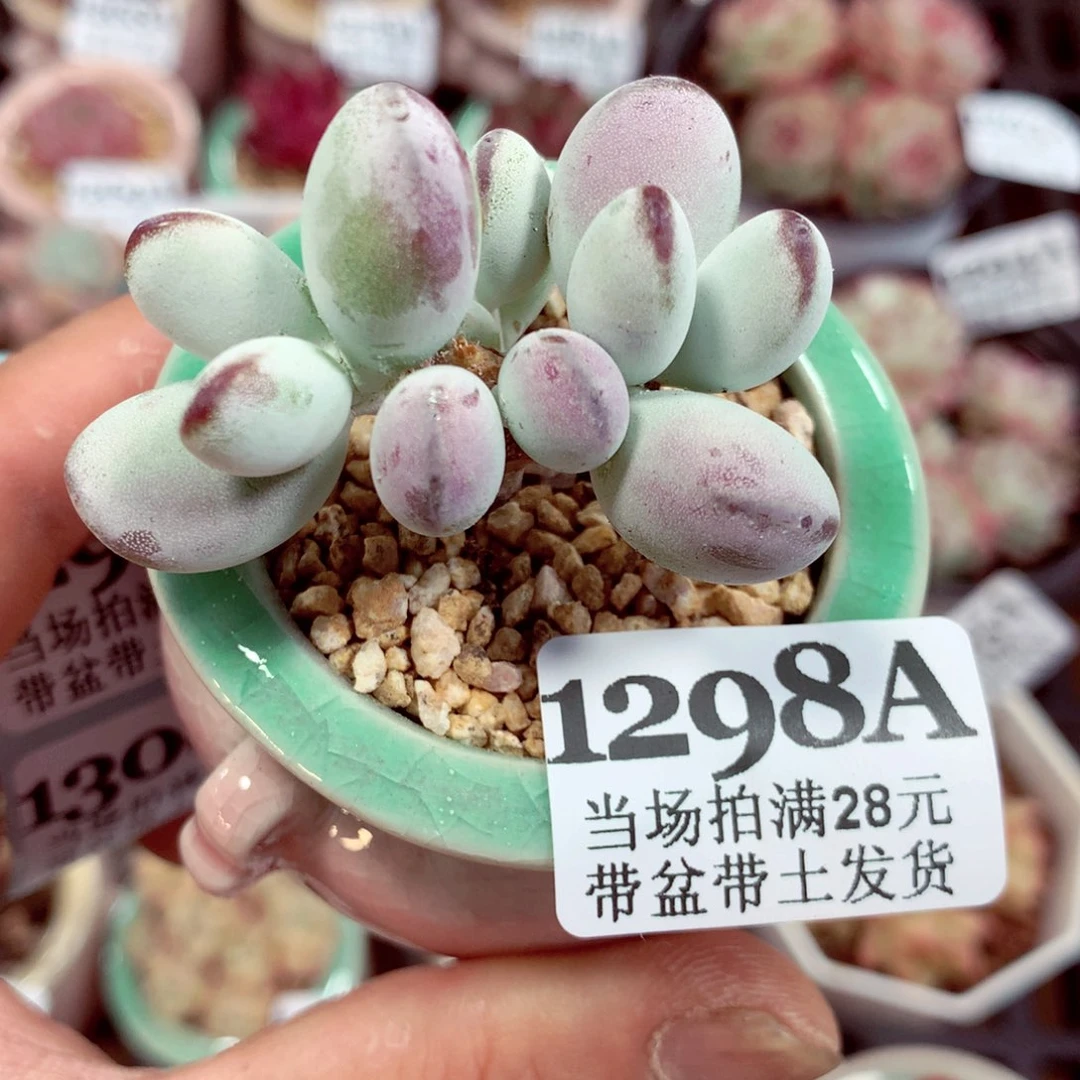 5厘米盆精控多肉1298