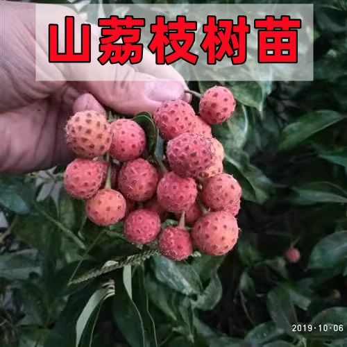 山里山荔枝树桩野荔枝树苗四照花四季常青儿时记忆野果盆栽绿植