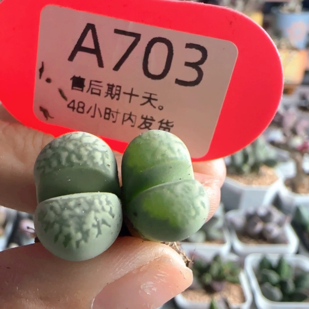 福利。    703。