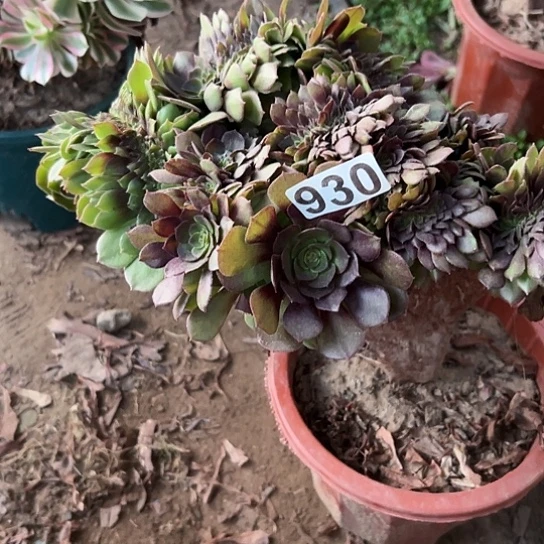 新***)多肉植物一个万追
