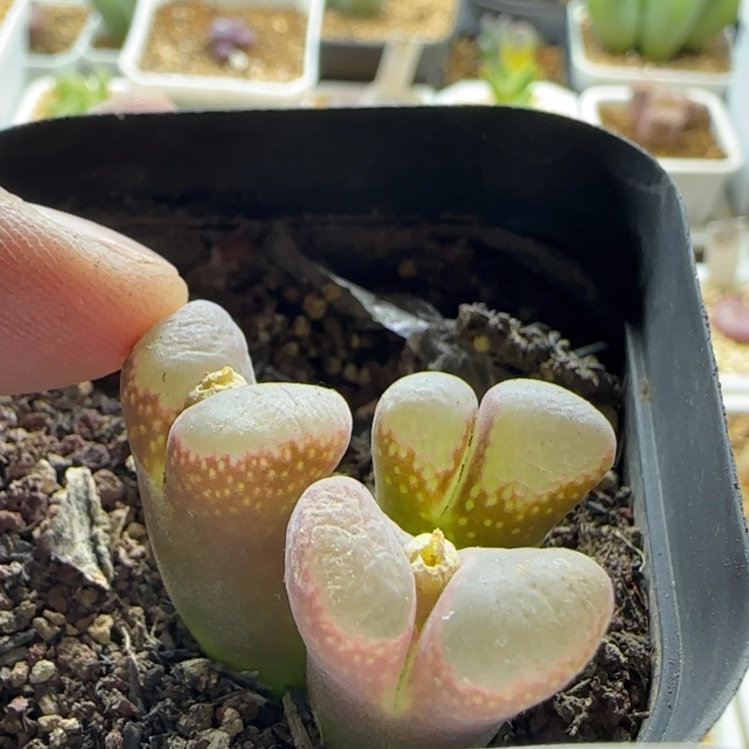 【闪购商品】叮**?1374