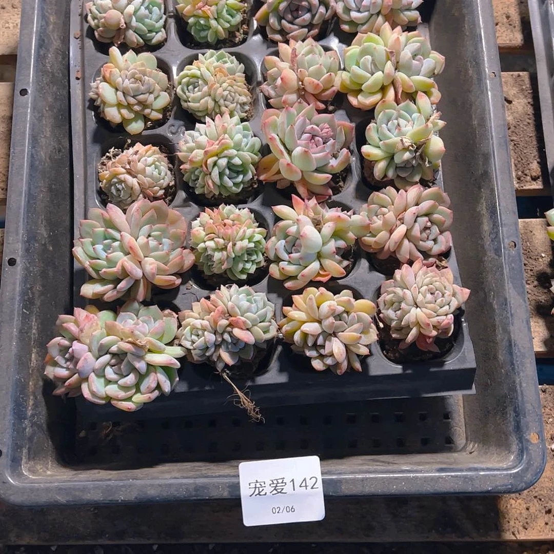 直播福利一物一拍142