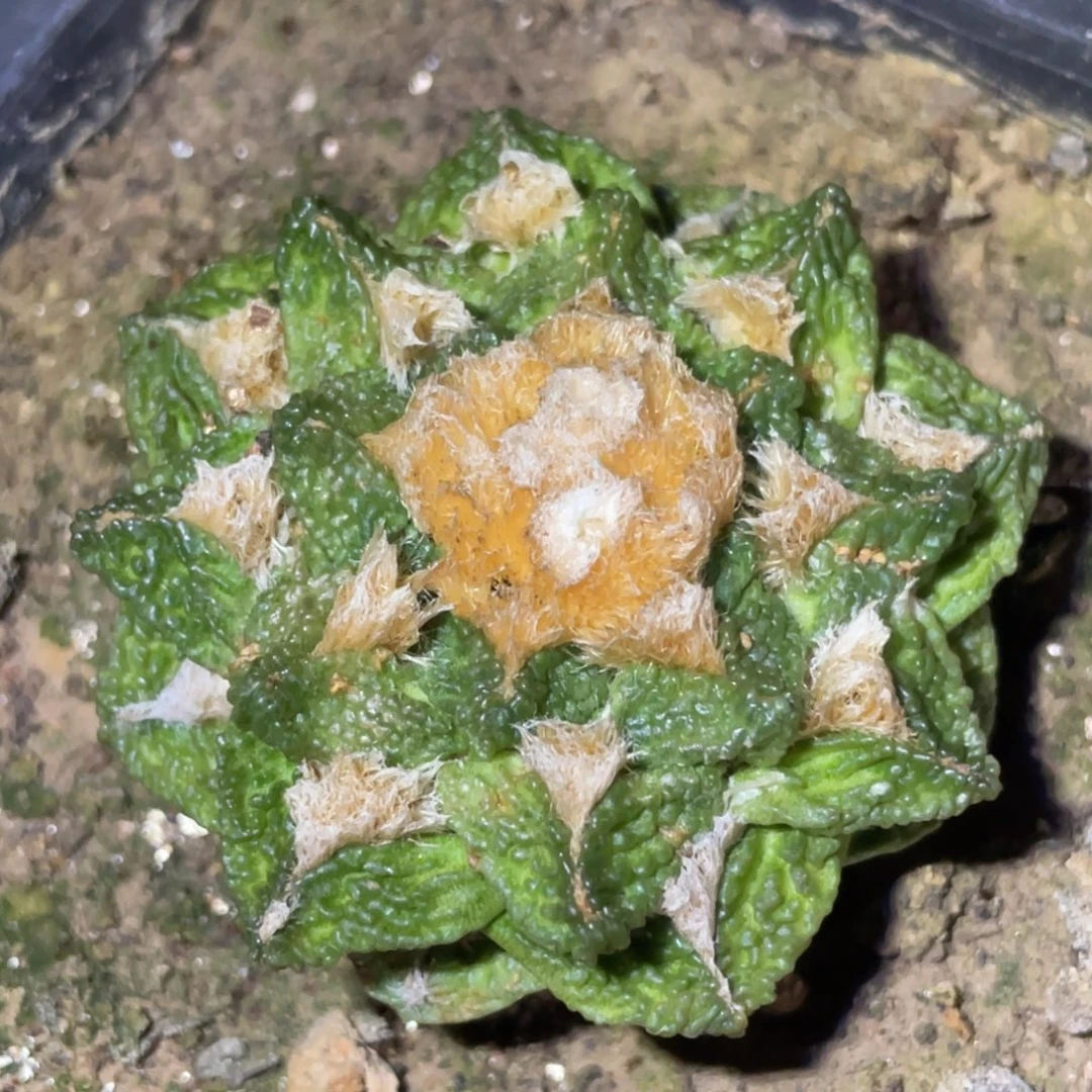 无花朵翘犹 金毛黄体自根016