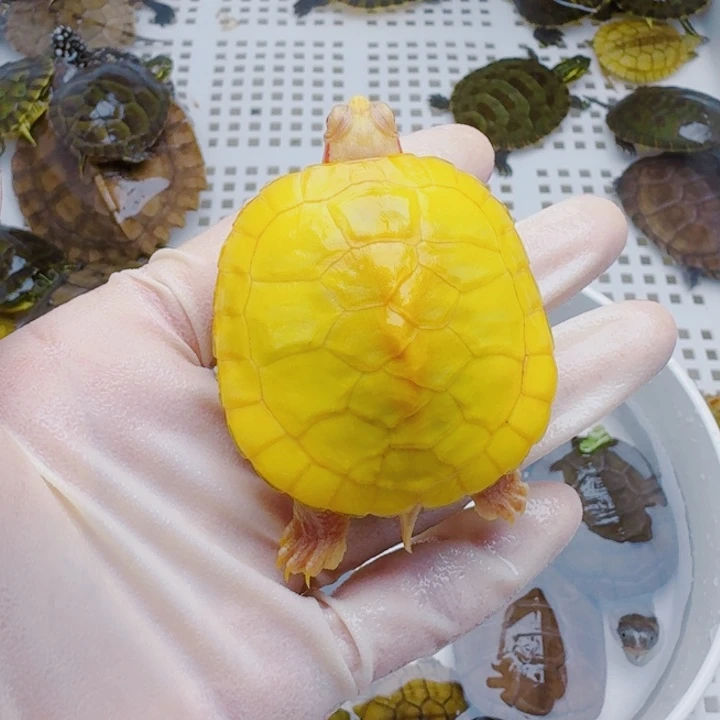 艺***芸母宠物龟2222222222