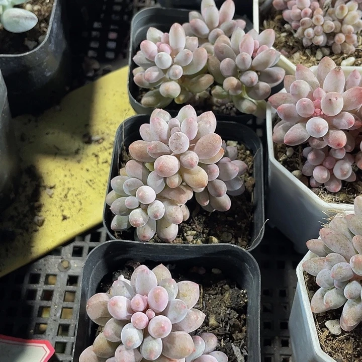 6.5方婴儿手指带盆土发