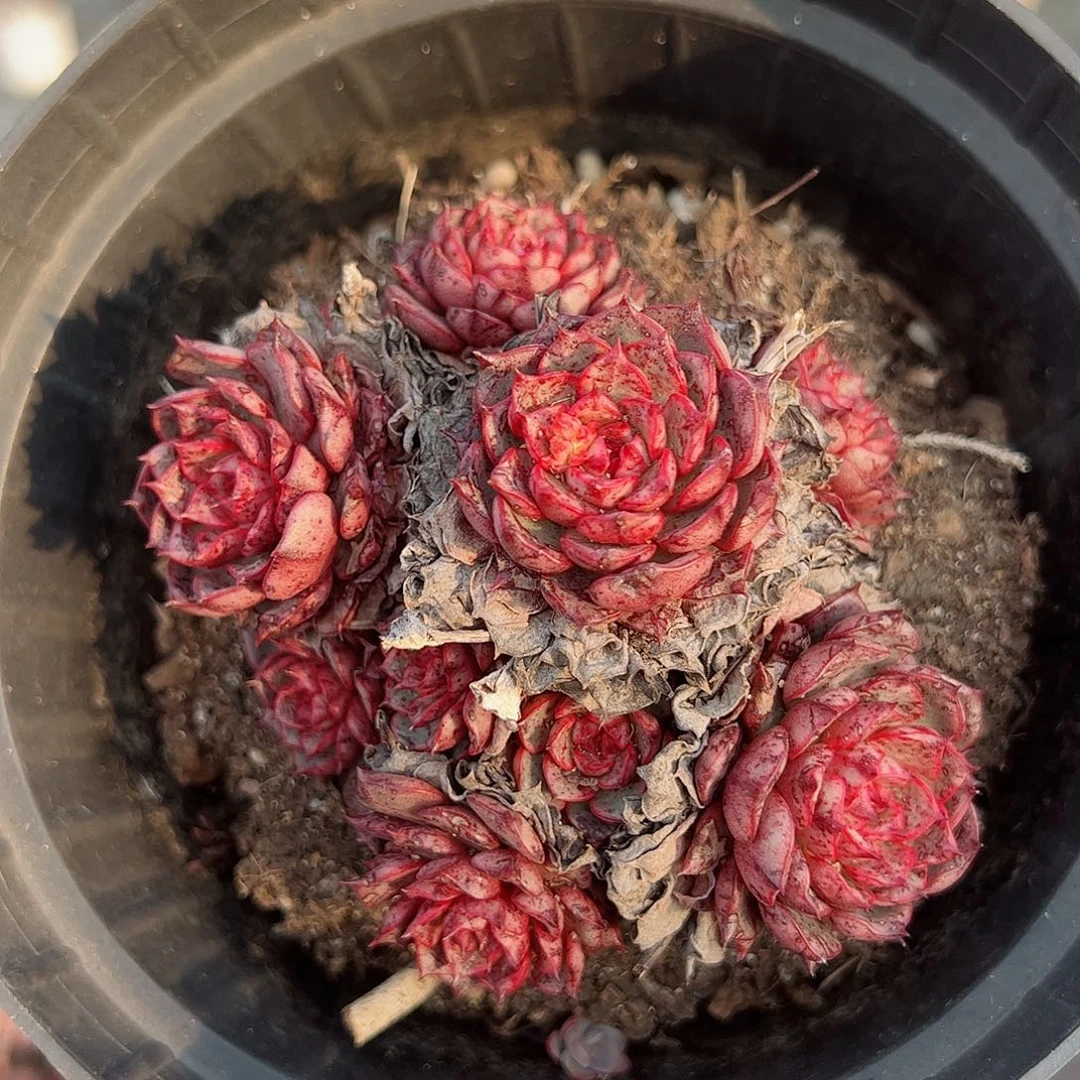 魔焰小老桩多头群