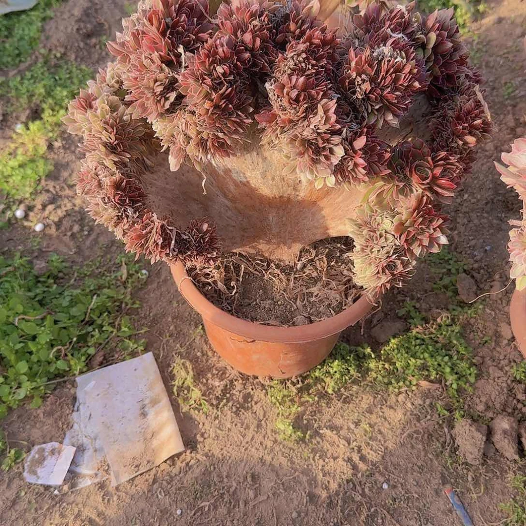 小*缀话吞吐发货缀话