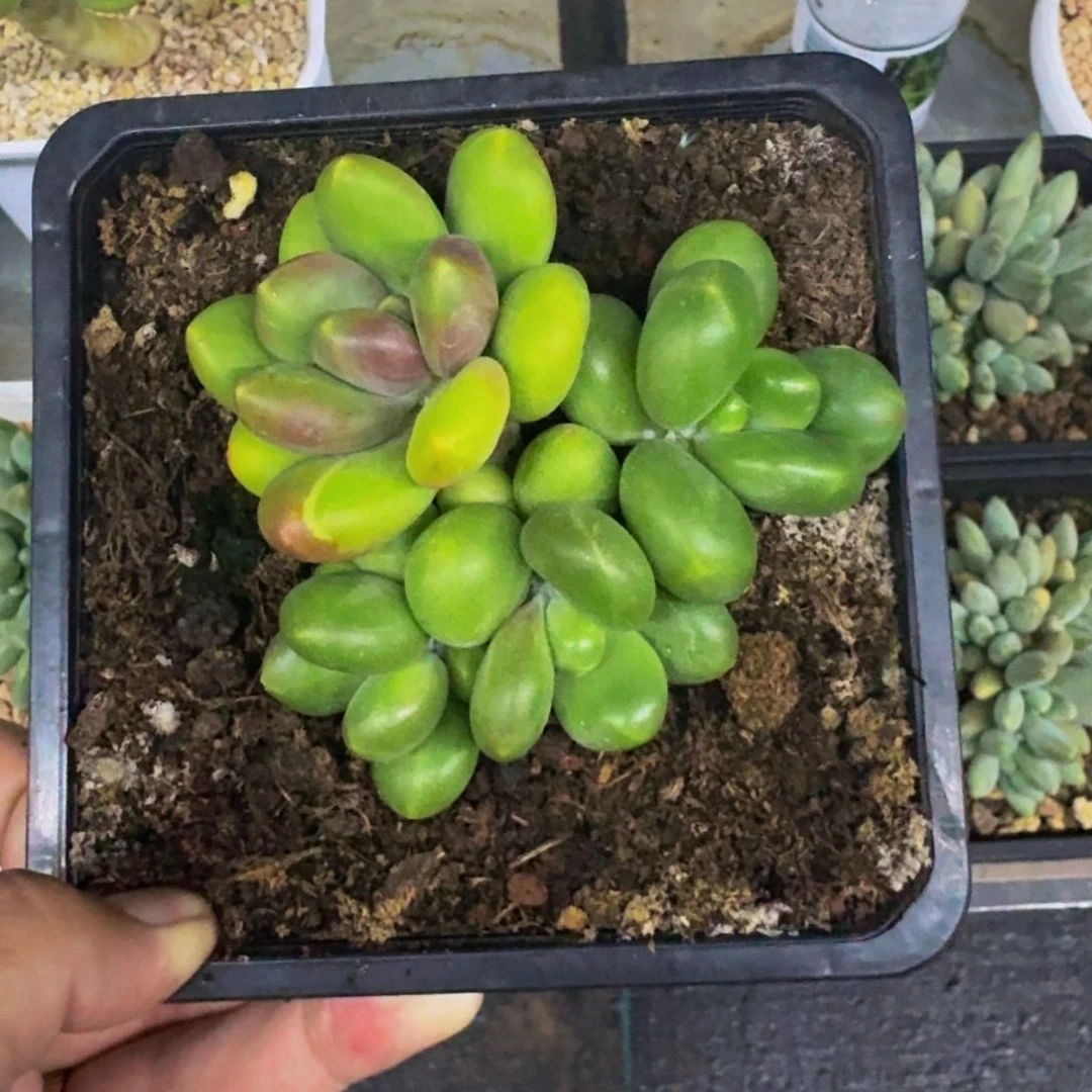 芒果奶 4头 一物一拍