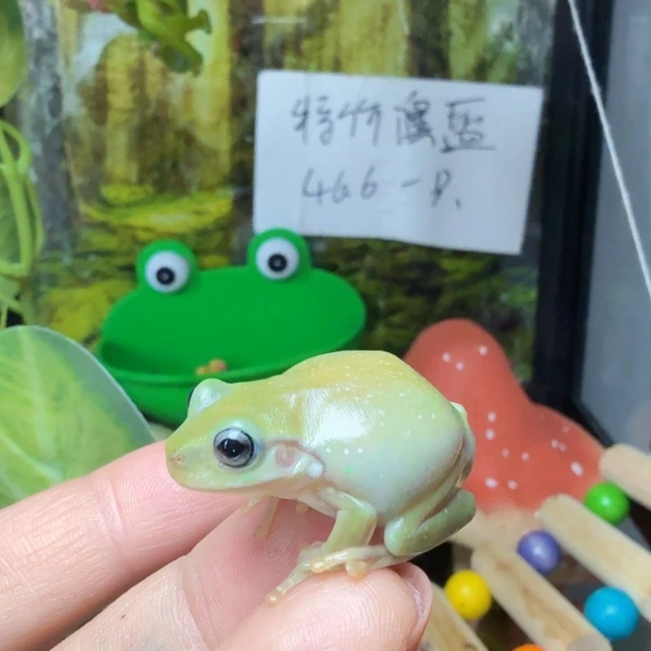老爷树蛙小黄鸡柠檬味qq糖