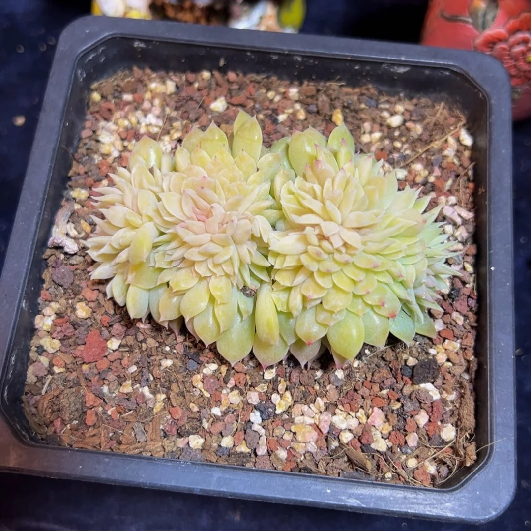 黄钻 新年快乐 新年快乐