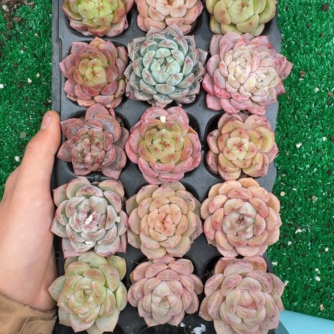 多肉一物一拍13-144