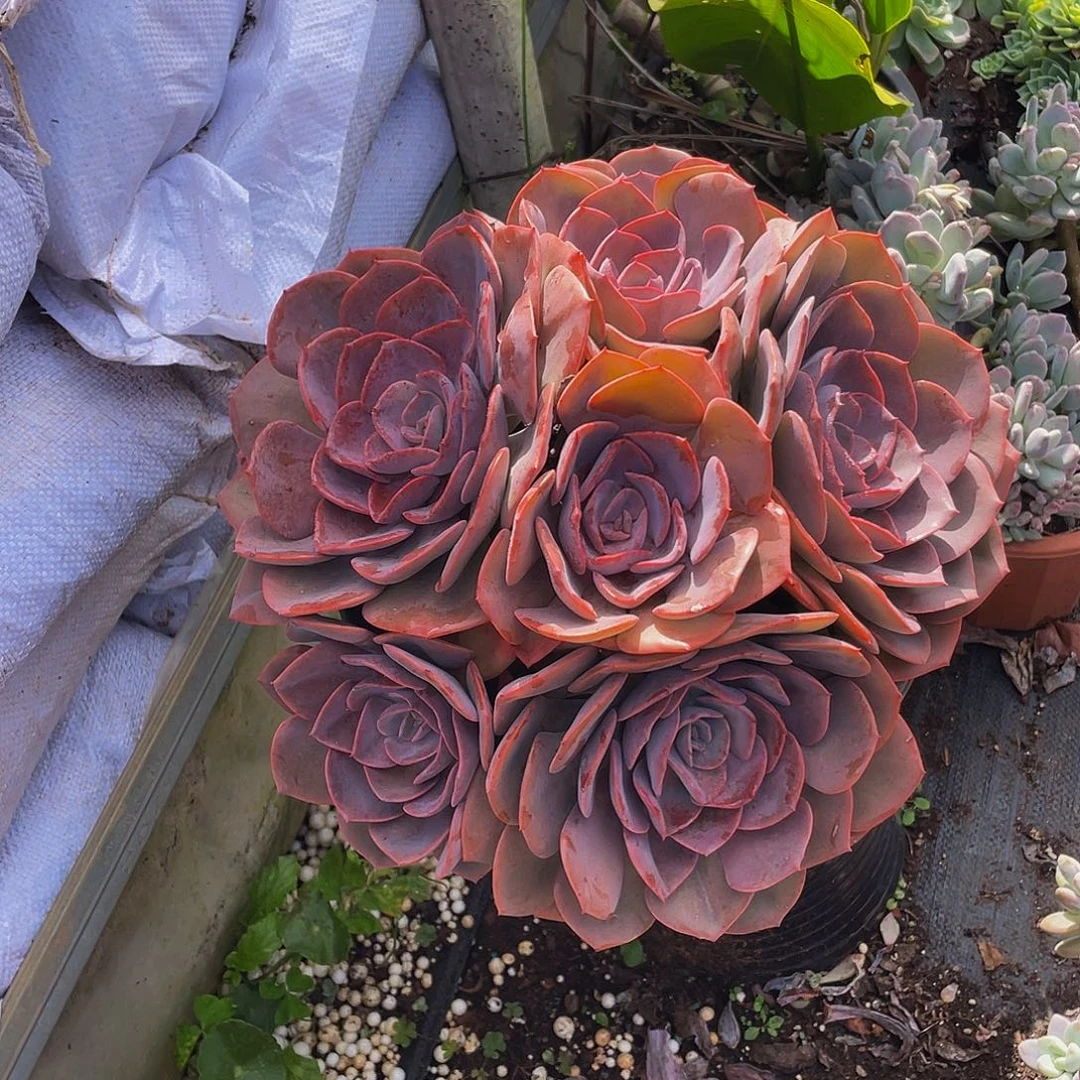 尘埃玫瑰68大群生高颜值多肉