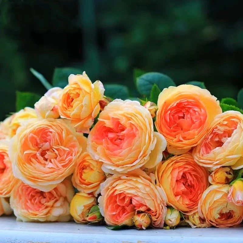 爬藤蔷薇月季藤本花苗庭院阳台多季开花盆栽