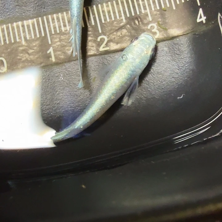 青鳉鱼117号拍品玛丽亚