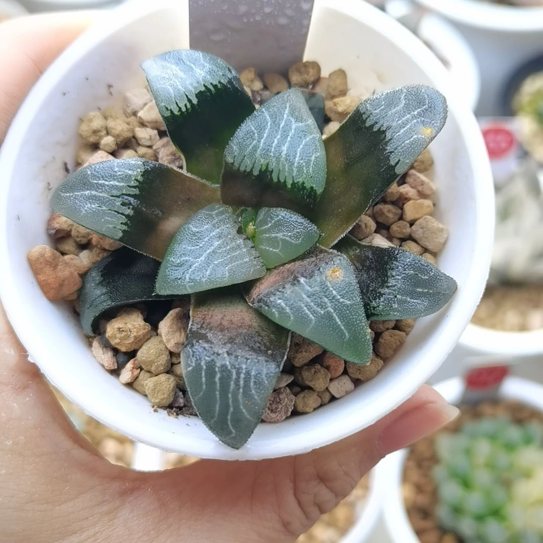 124号粗纹克一物一拍带盆土发货满38包邮