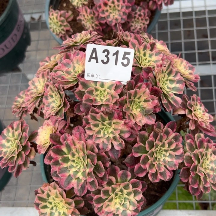 315红铜超白朵朵25厘米左右