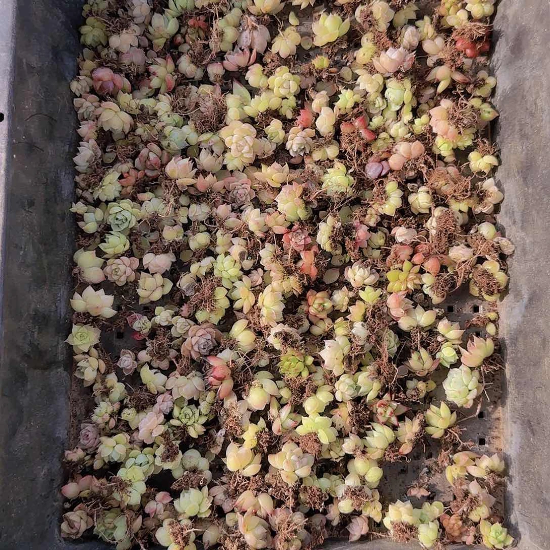 直播一物一拍多肉62