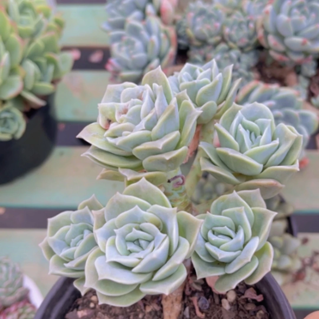 【闪购商品】可爱玫瑰2802