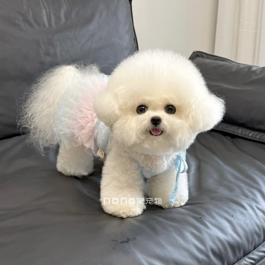 狗狗衣服夏季薄款蕾丝渐变裙摆芭蕾裙公主蓬蓬裙宠物泰迪比熊猫咪