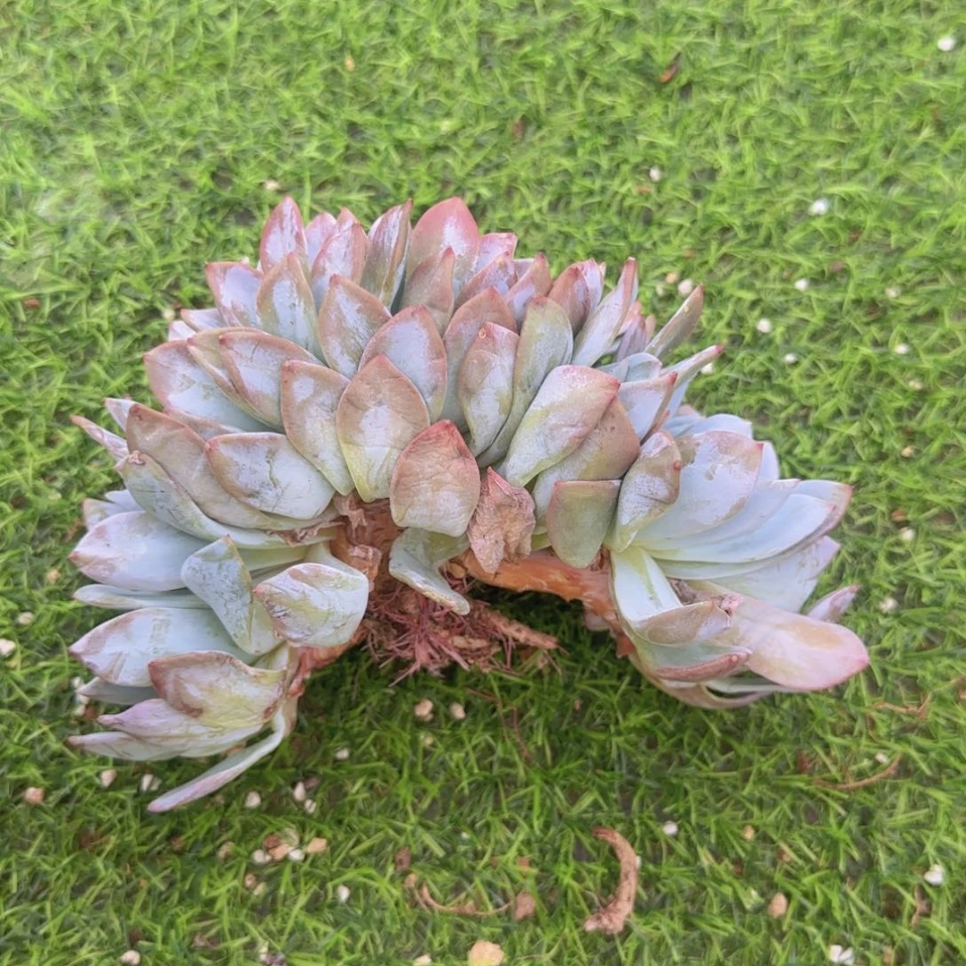 不开花植物橙子缀多肉植物一物一拍