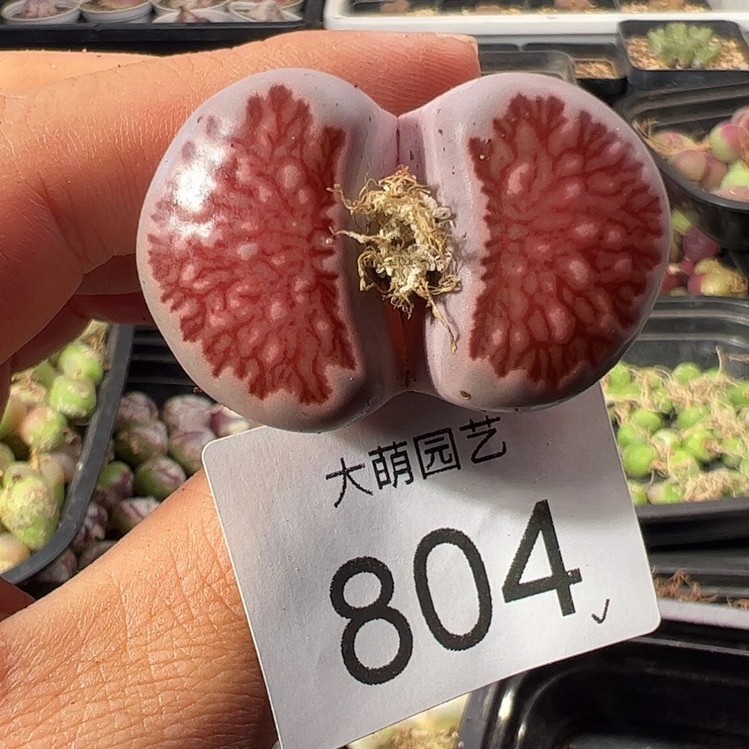 一物一拍。     804