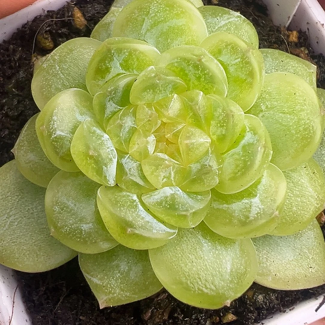 财富11 花房白财。