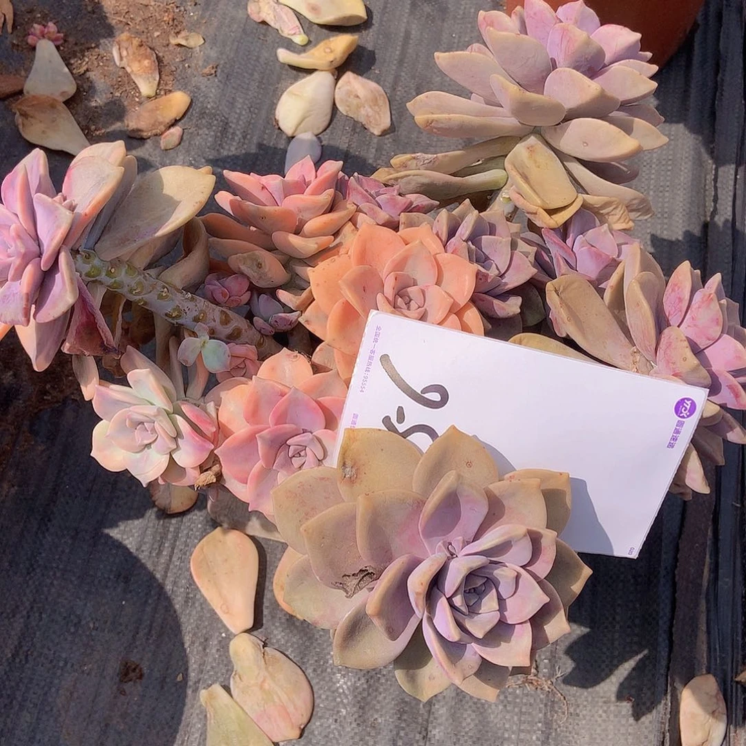 独***丶一物一拍多肉外播紫乐锦756