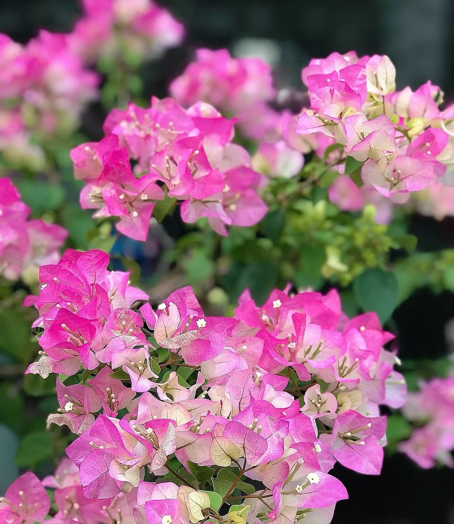 梅藤【绿叶樱花】带盆发运输会掉花落叶甚至光杆介意勿拍！三角梅！