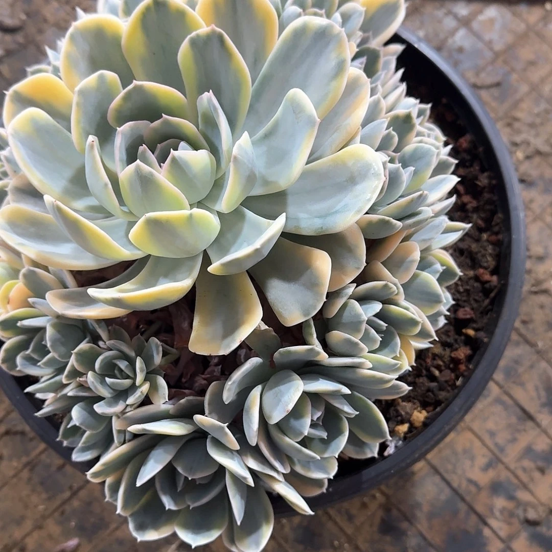 鲁氏锦捧花  锦上园艺一物一拍