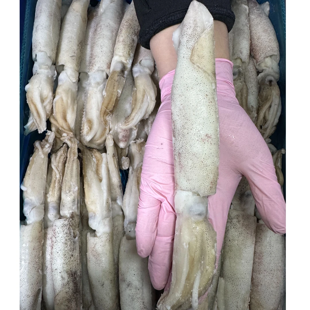 《船冻海兔》 每只21cm~23cm左右 2斤包邮
