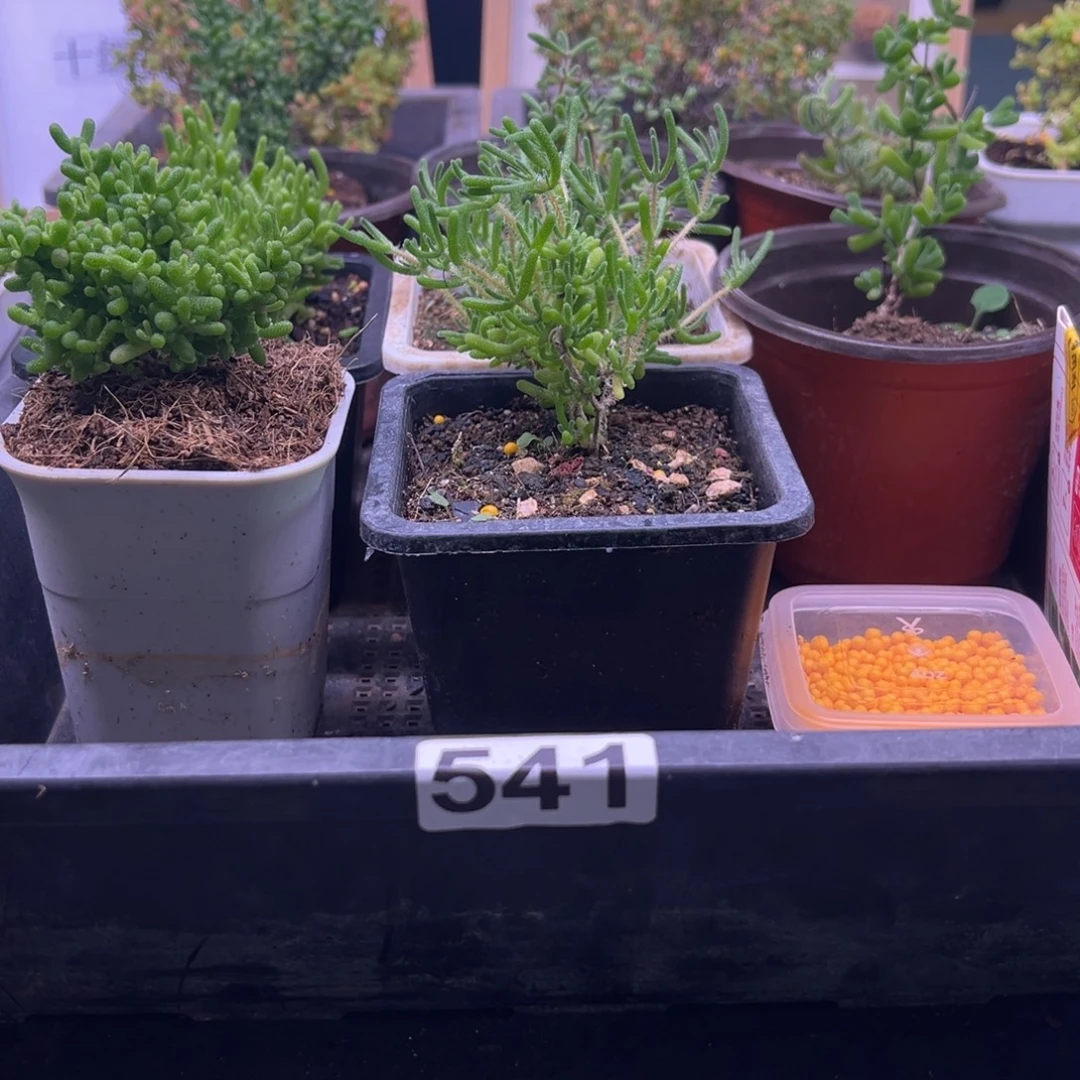 枝干番杏多肉植物541安