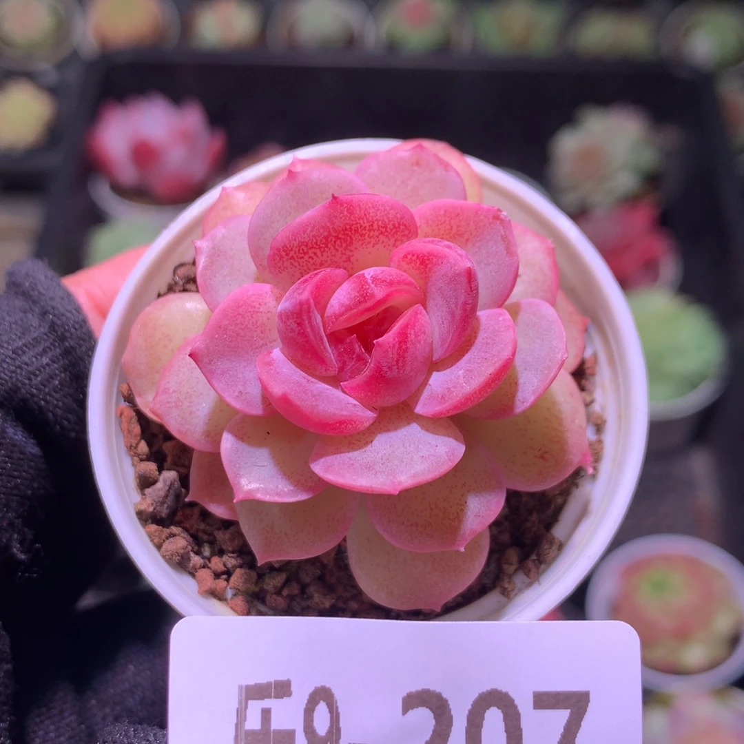 乐然 9-207 新品单头
