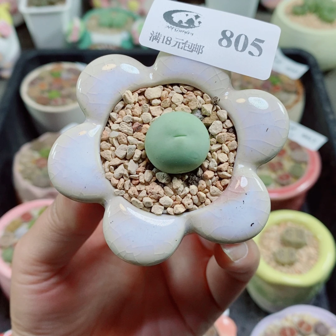 生石花花花花花花805