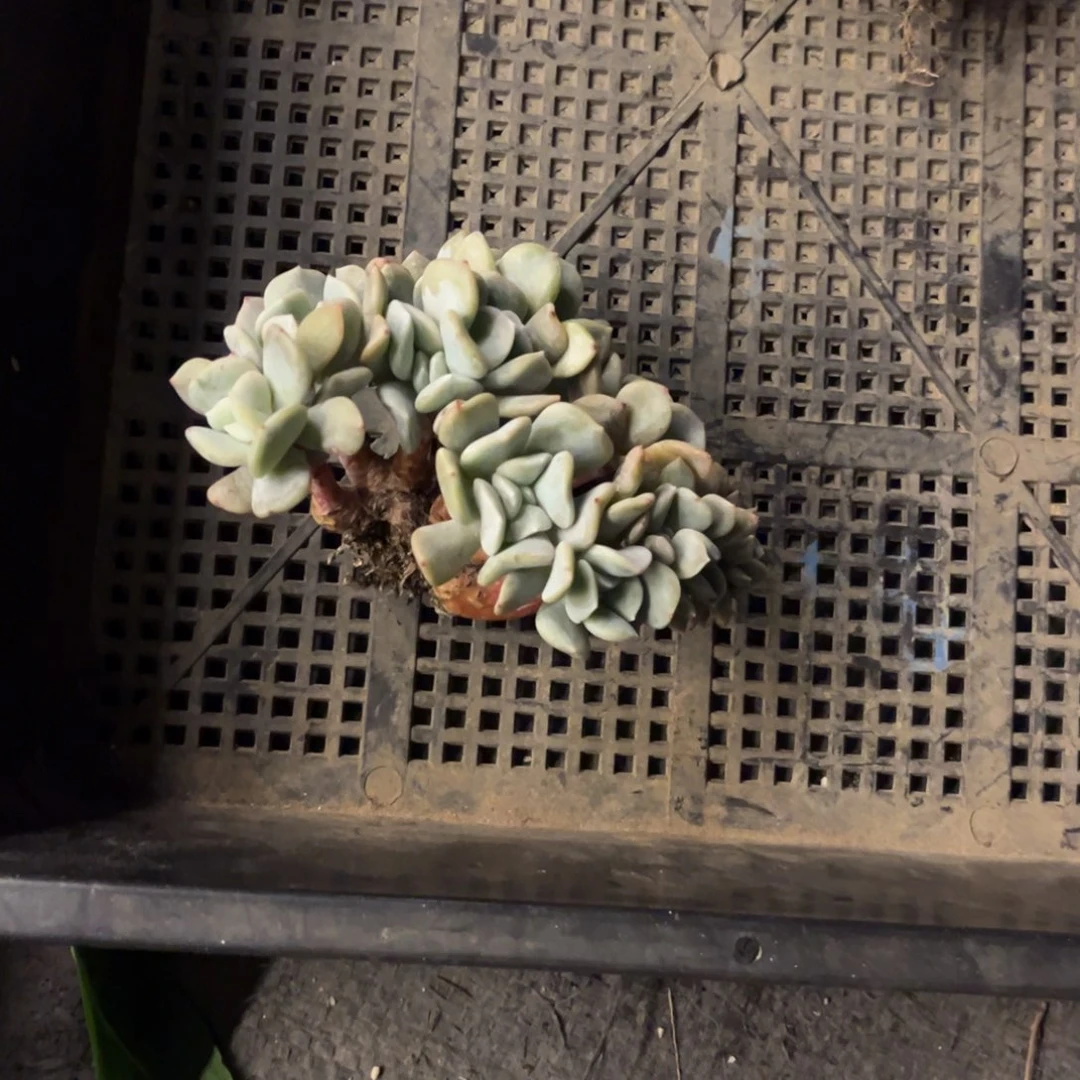 姝*?雪特脱土发货。。。。