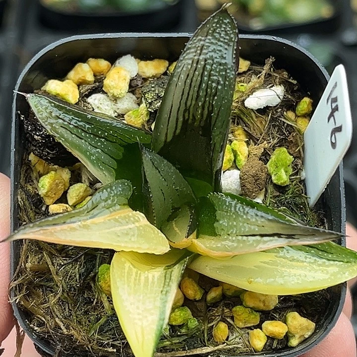 146茜云锦芭提雅头家多肉十二卷