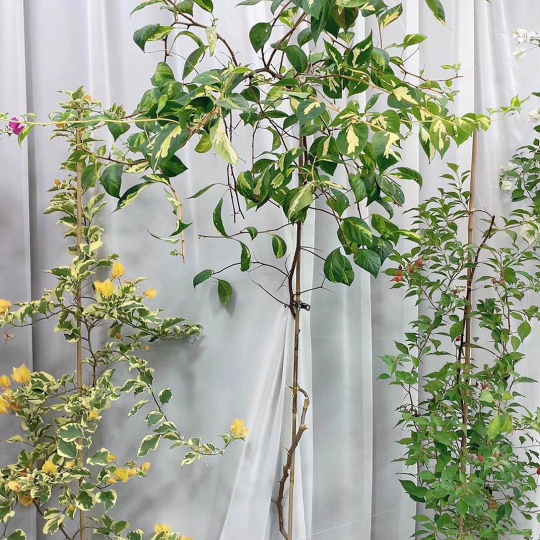 完全开放差价差价