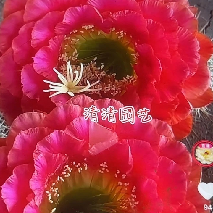 清清101侧牙瑕疵黑点