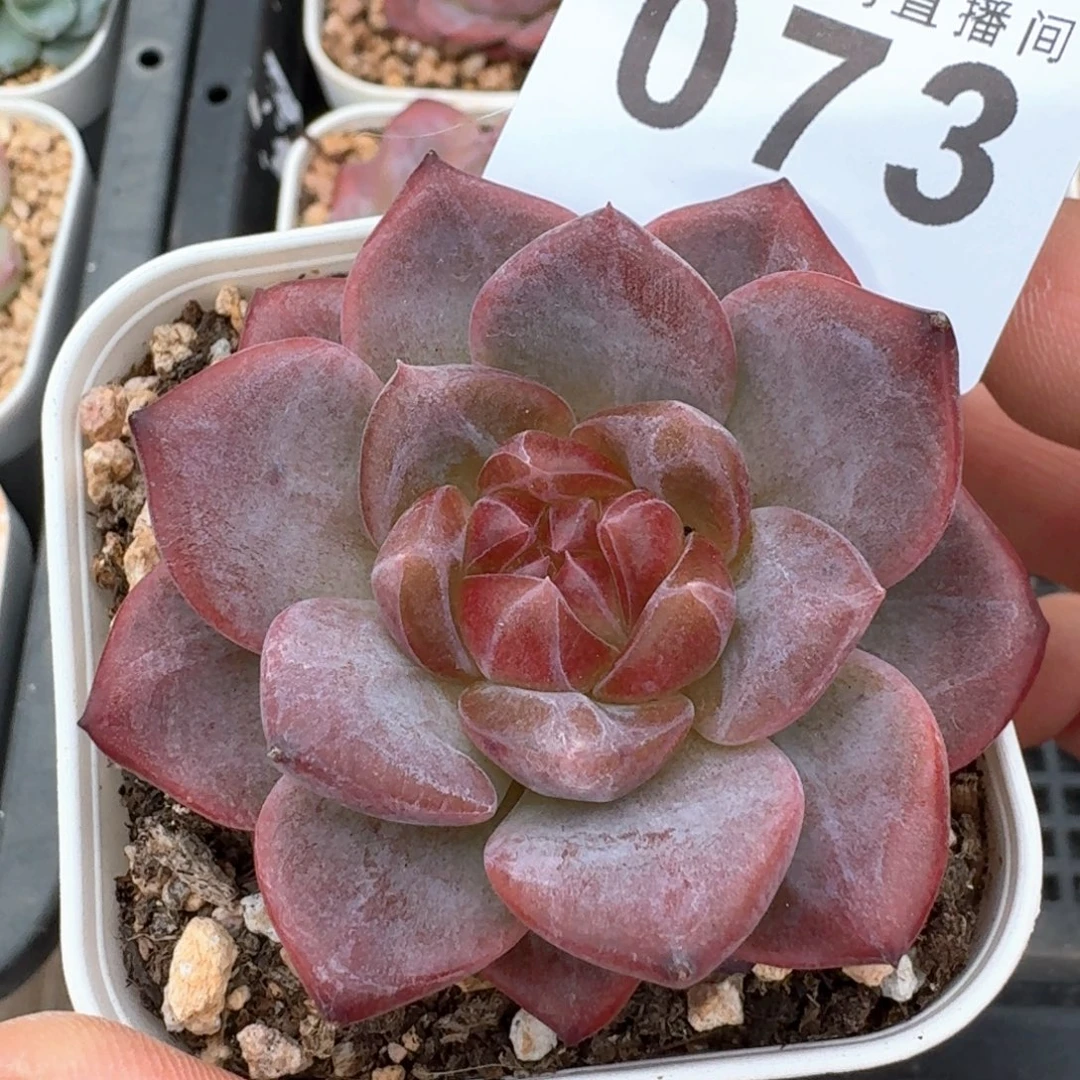 灯芯琥珀            精美多肉植物