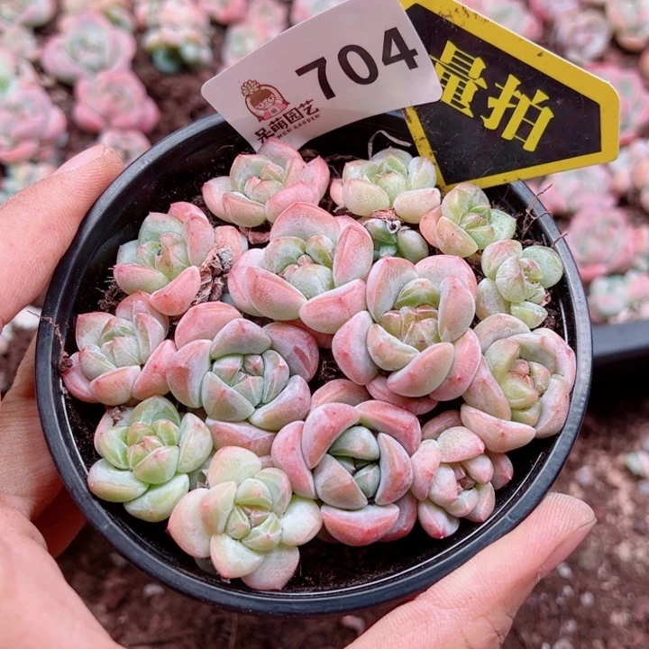 多肉植物多肉植物